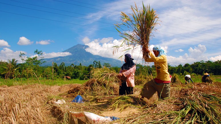 Program AUTP Kementan Dukung Keberlanjutan Produksi Padi di Indonesia