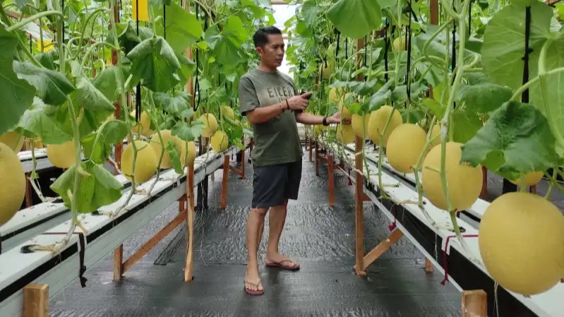 Pertanian Melon Hidroponik Dorong Potensi Ekonomi Desa Nglaran