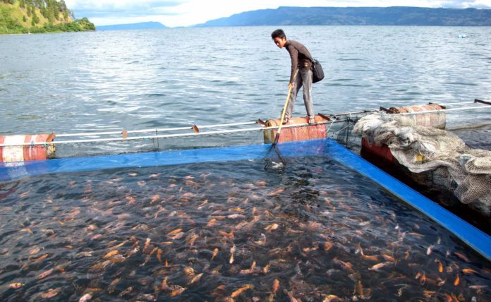 MIND ID Dorong Budidaya Ikan untuk Ekonomi Pesisir