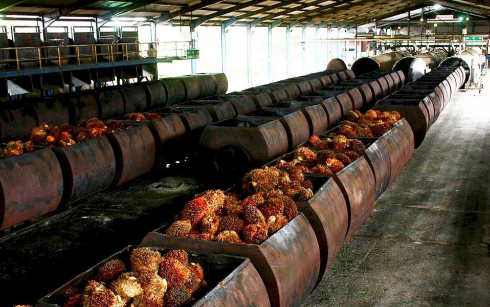 Industri Sawit Nasional Hadapi Tantangan Produksi dan Tekanan Global