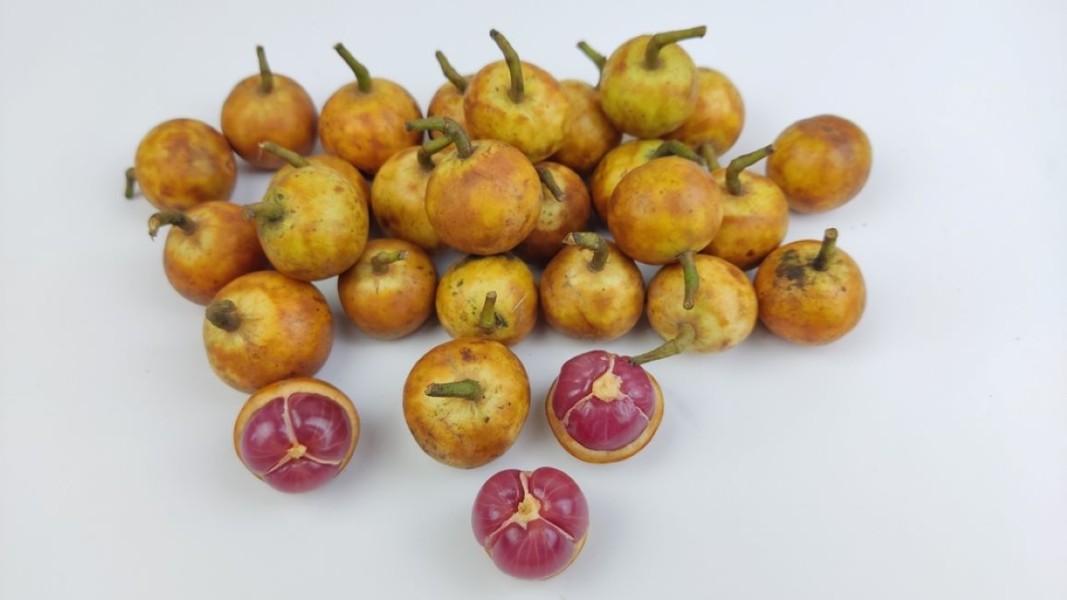 Manfaat Buah Menteng untuk Menjaga Kesehatan dan Menurunkan Berat