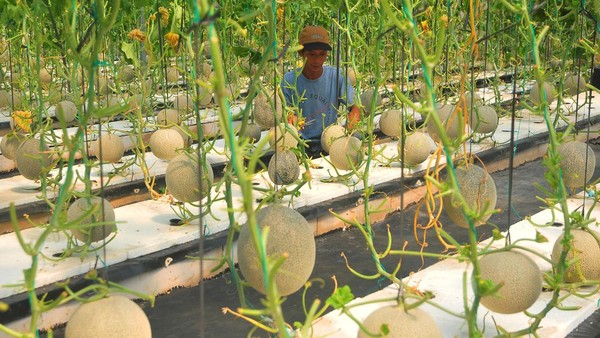 Strategi Sukses Menanam Melon Hidroponik Modern yang Menguntungkan di Indonesia