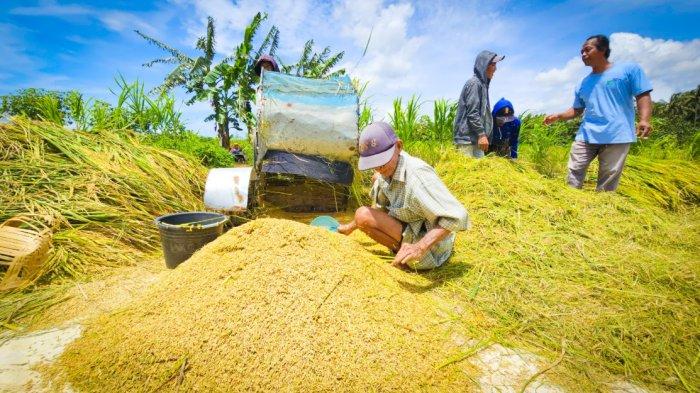 Kementan dan TNI Bermitra untuk Menjamin Harga Gabah Petani Tetap Stabil di Rp6.500 per Kg