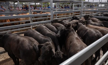 Tantangan Netral Karbon Industri Peternakan Australia