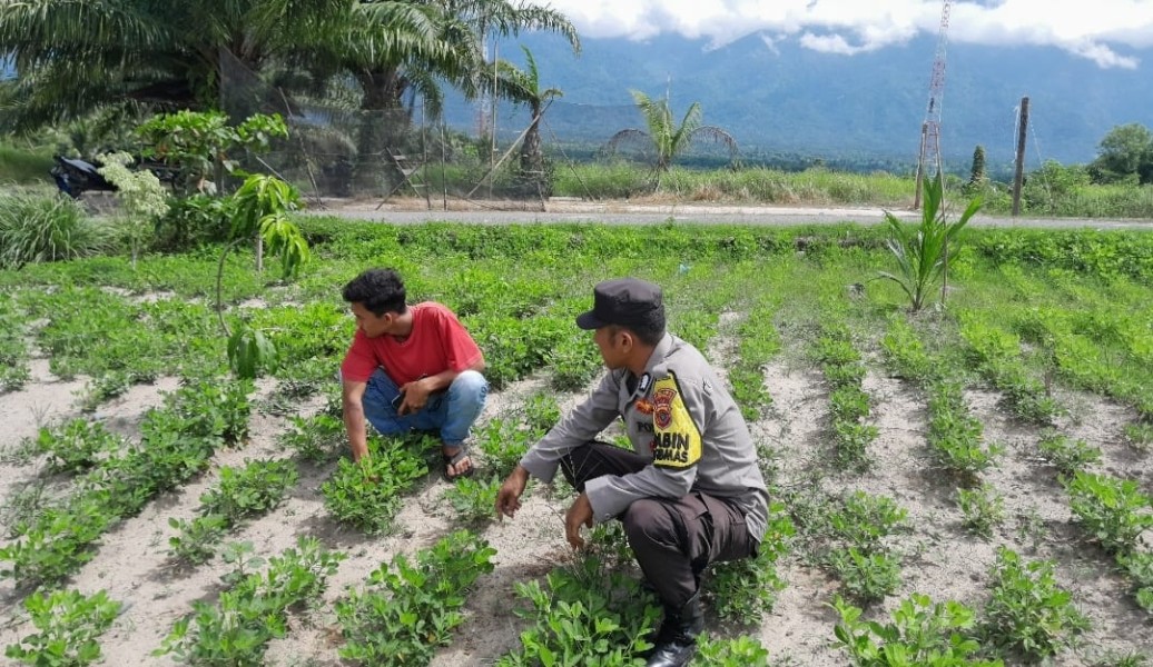 Bhabinkamtibmas Batulilok Dampingi Petani Pekarangan Bergizi, Upaya Meningkatkan Ketahanan Pangan di Rote Ndao