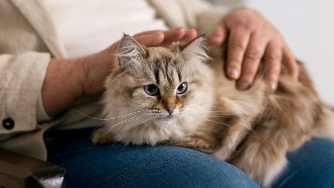 7 Manfaat Pelihara Kucing di Rumah Terbukti Baik Kesehatan