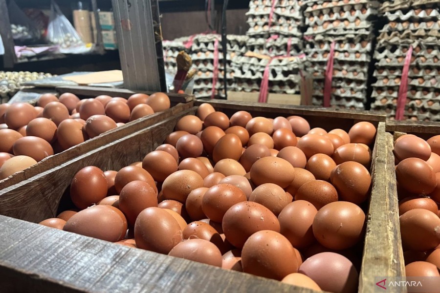 Harga Sembako Naik Lagi, Telur Ayam Tembus Rp32 Ribu per Kilogram