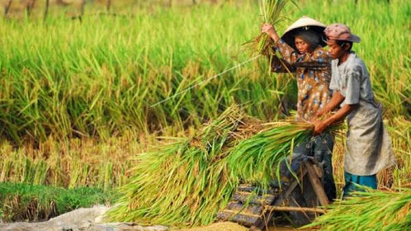 Percepat Swasembada Pangan, Ini Saran untuk Petani agar Hasil Panen Berlimpah