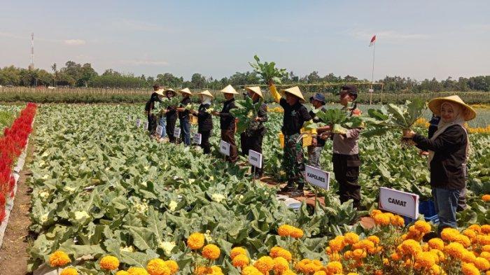 Sayuran Segar Murah Langsung dari Petani