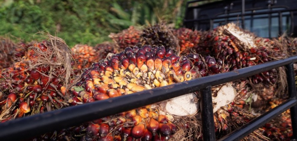 Harga TBS Sawit Sumatera Utara Melonjak Seiring Kenaikan Harga CPO Pekan