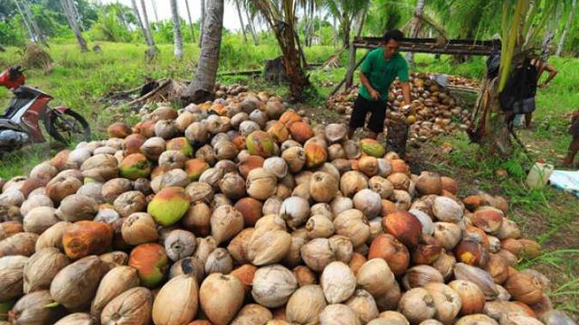 Petani Kelapa Menuntut Ekspor Tidak Dihentikan Saat Harga Tinggi, Ini Alasan Mereka