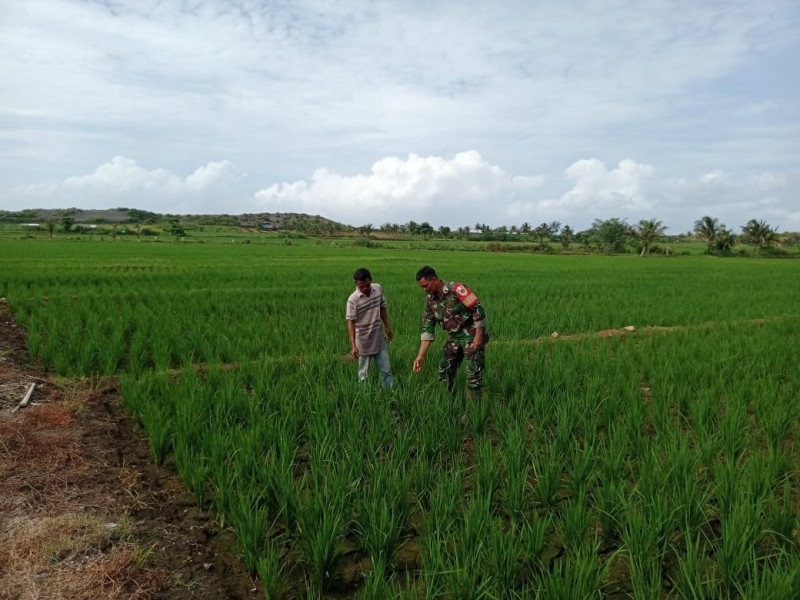 Babinsa Dampingi Petani di Desa Binaan untuk Perkuat Ketahanan Pangan