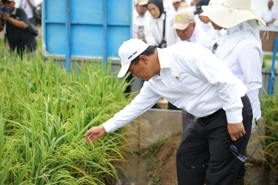 Mentan Ingatkan Pentingnya Sawah dan Petani Hutan Untuk Masa Depan Pangan Nasional