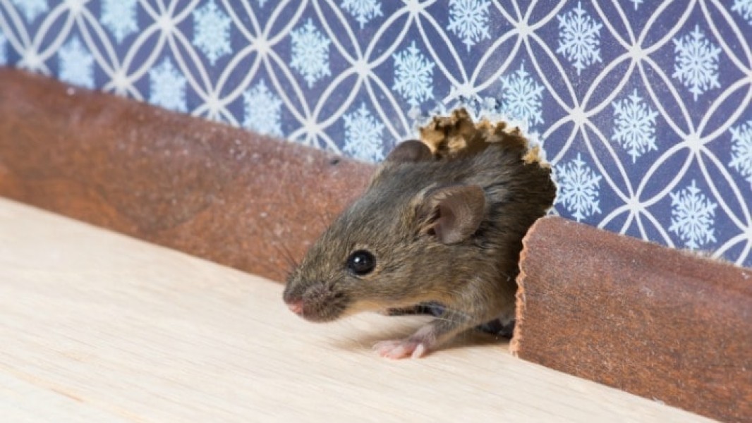 Cara Mengusir Tikus dari Rumah yang Ampuh dan Sangat Mudah