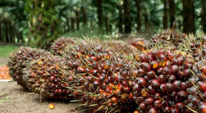 Harga Sawit Sulbar Naik, Petani Nikmati Kenaikan Oktober 2025