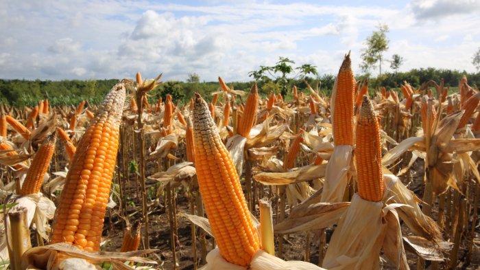 Petani Nikmati Harga Adil, Pasokan Jagung Nasional Terjamin di Tengah Peningkatan Produksi