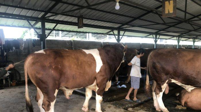 Presiden Prabowo Subianto Beli Sapi Simental 1,1 Ton dari Peternakan Bekasi, Proses Selektif dan Transparan