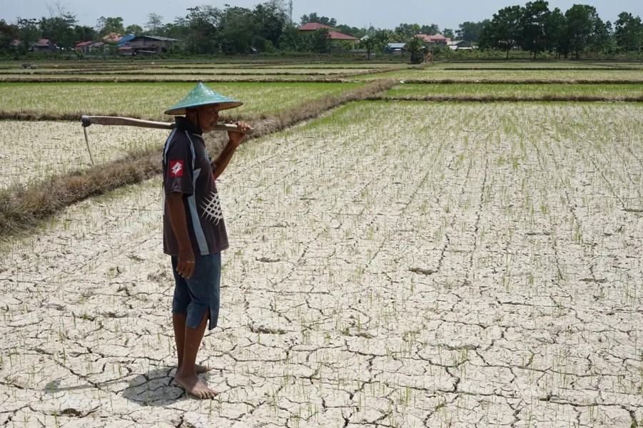Benteng Perlindungan Sawah Sulteng: Menangkal Risiko Gagal Panen di Tengah Anomali Cuaca