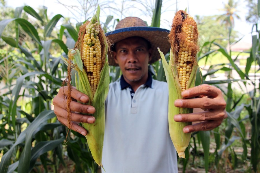 Kembangkan Kemitraan dengan Petani untuk Produksi Benih Inpari 32