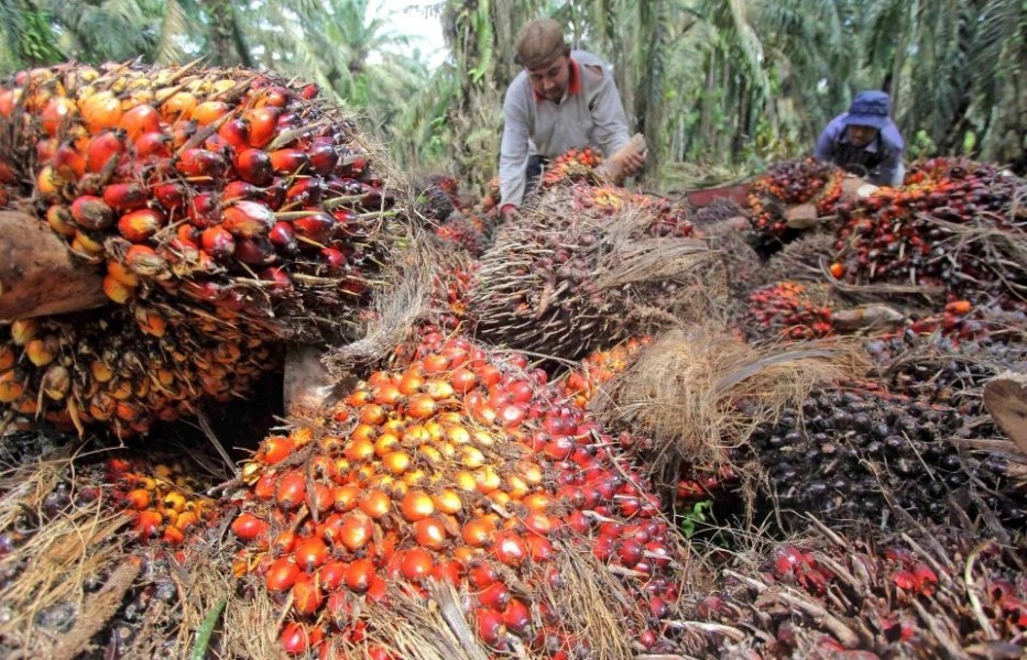 Harga CPO Melonjak Lagi, Sentuh Rekor Tertinggi Tiga Pekan Terakhir