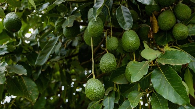 Khasiat Daun Alpukat: Teh Alami Ampuh Jaga Tubuh Sehat dan Bugar