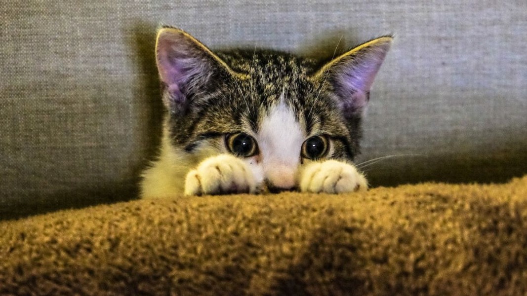 Cara Efektif Mengatasi Ketakutan Kucing Kesayangan Anda