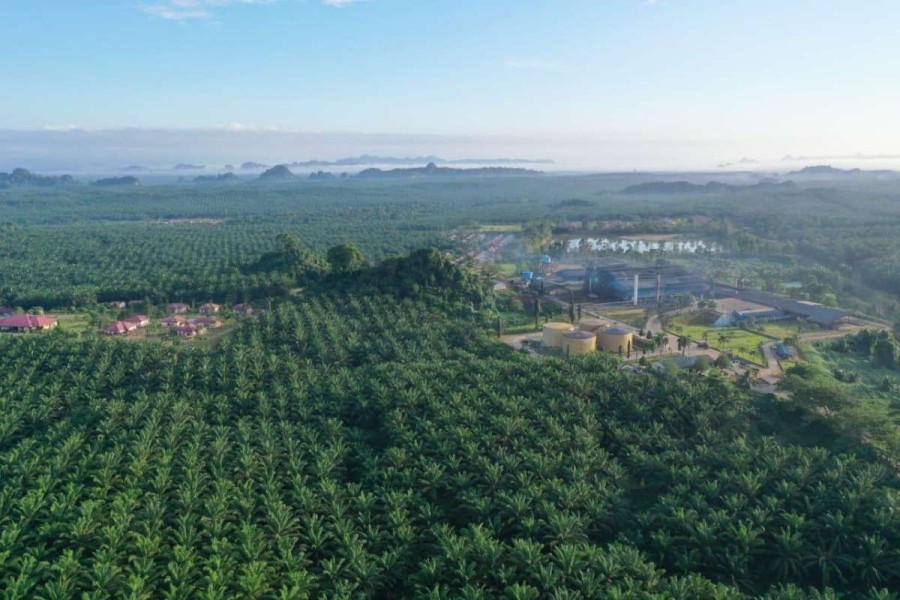 BWPT Jual Seluruh Saham Anak Usaha di Kalbar Rp296,8 Miliar