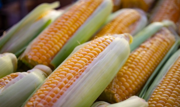 Bulog dan Polri Komitmen Serap Hasil Panen Jagung untuk Jaga Stabilitas Harga