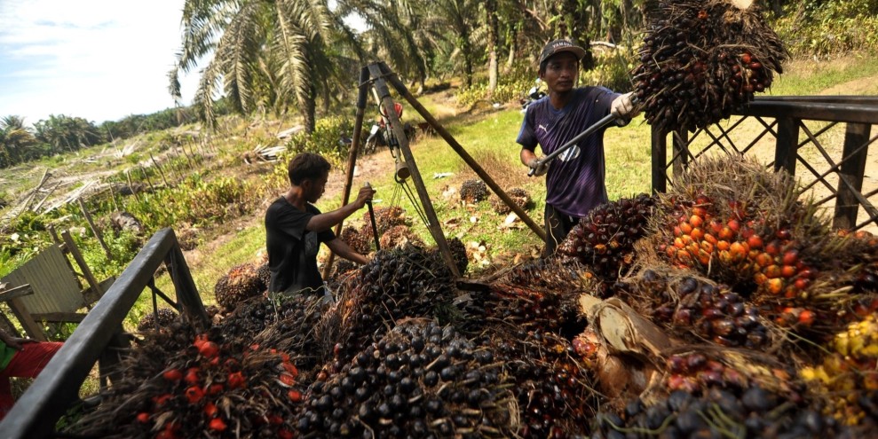 Produksi CPO Indonesia Meningkat Tajam, GAPKI Proyeksikan Pertumbuhan Stabil