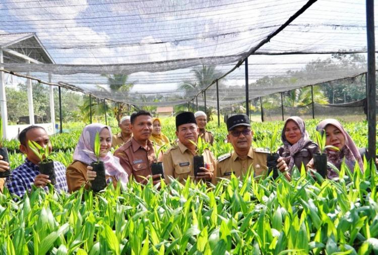 Disbun Sultra Siapkan 183 Ribu Bibit Sawit untuk Tingkatkan Produksi Petani di 2025