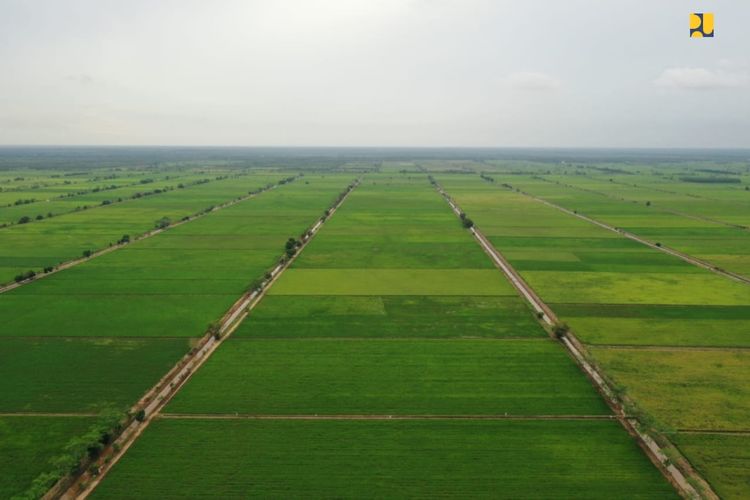 Pemerintah Alokasikan Rp 5,1 Triliun untuk Proyek Food Estate di Kalimantan Tengah