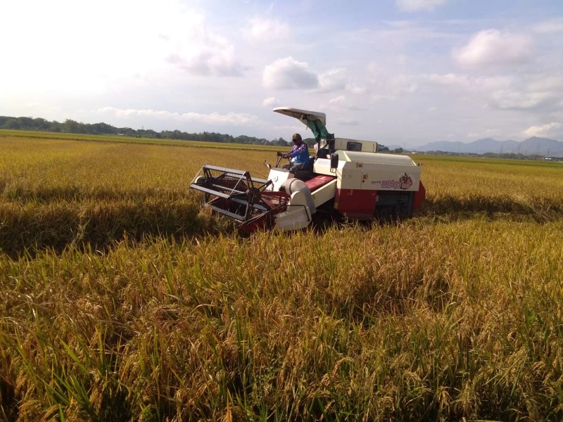 Harga Gabah Naik, Petani Belum Sepenuhnya Sejahtera