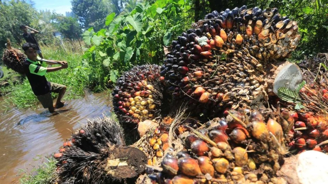 Awal Tahun 2026, Harga Sawit Aceh Capai Level Tertinggi