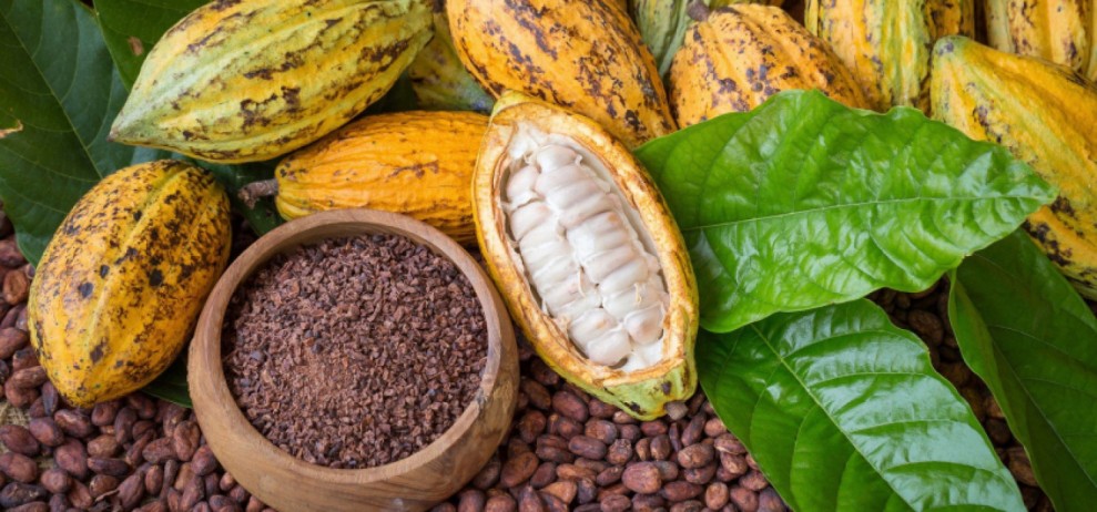 Kebangkitan Industri Kakao Indonesia Didorong Langsung oleh BPDP Kemenkeu Strategis