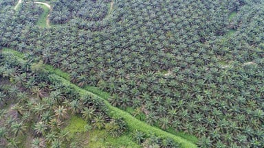 Pemanfaatan Hilirisasi Hutan Tingkatkan Perekonomian Lokal dan Nasional