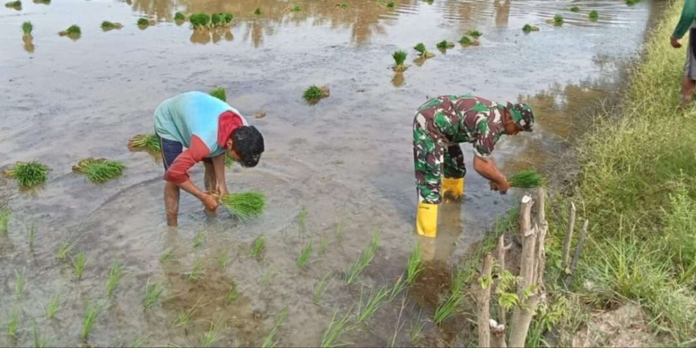 Babinsa Mare Aktif Dukung Ketahanan Pangan: Bantu Petani Menanam Padi di Desa Kadai