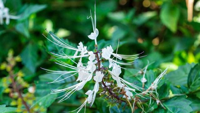 6 Rahasia Khasiat Tanaman Kumis Kucing Untuk Kesehatan Alami