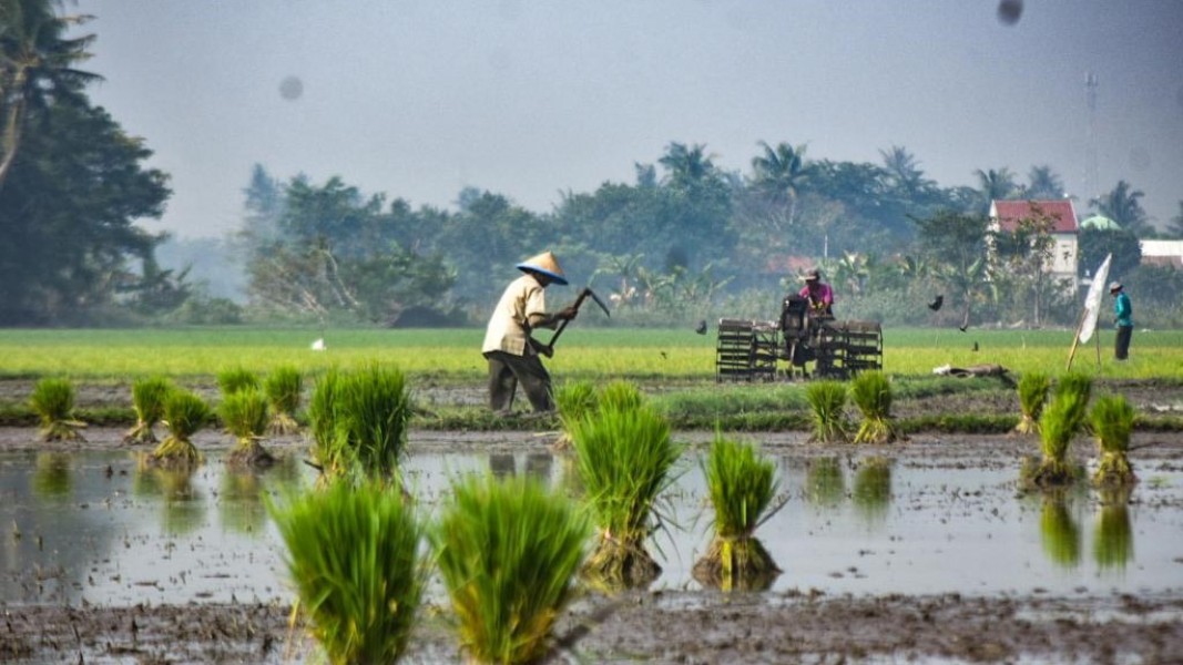 Pemkab Lebak Percepat Swasembada Pangan dengan Program Indeks Tanam 3 Kali Setahun