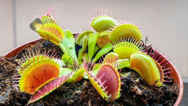 Pesona Tanaman Karnivora Estetis Pemakan Serangga Unik Fungsional untuk Hunian Modern