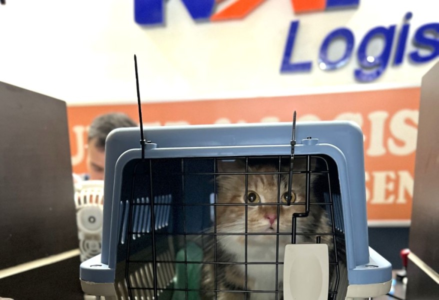 KAI Logistik Catat Lonjakan Pengiriman Hewan Peliharaan 30 Persen Tahun 2025, Jadi Solusi Andal untuk Momen Strategis