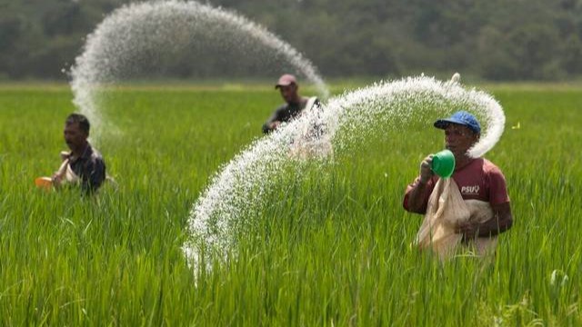 Pemerintah Tegaskan Komitmen Perkuat Petani Lewat Penurunan Harga Pupuk