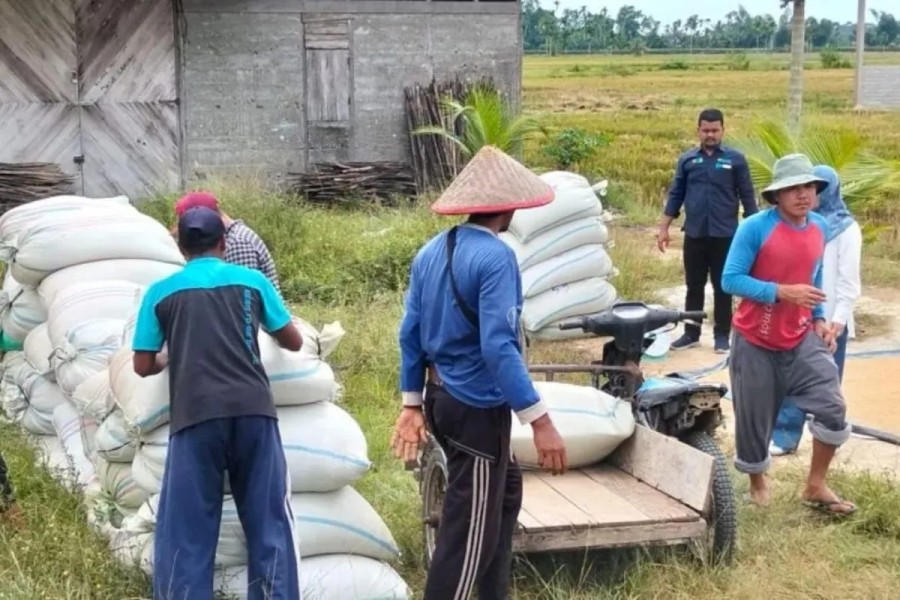Kesejahteraan Petani Meningkat Nilai Tukar Petani Februari 2026 Tembus Angka 125,45