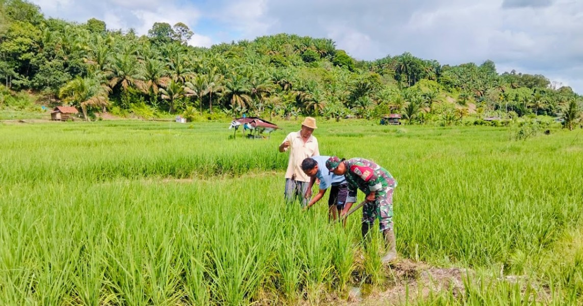 Dukungan Konkret Babinsa Pandanwangi dalam Mendukung Ketahanan Pangan, Terjun Langsung Membantu Petani di Sawah