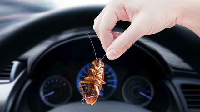 Cara Mengusir Kecoa di Mobil dengan Bahan Alami Paling Ampuh