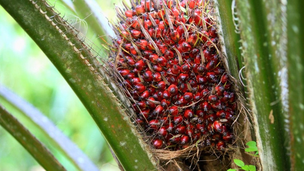 BPDP Ajak UMKM Perkuat Peran dalam Rantai PSR Sawit Nasional dan Penyediaan Bibit Unggul