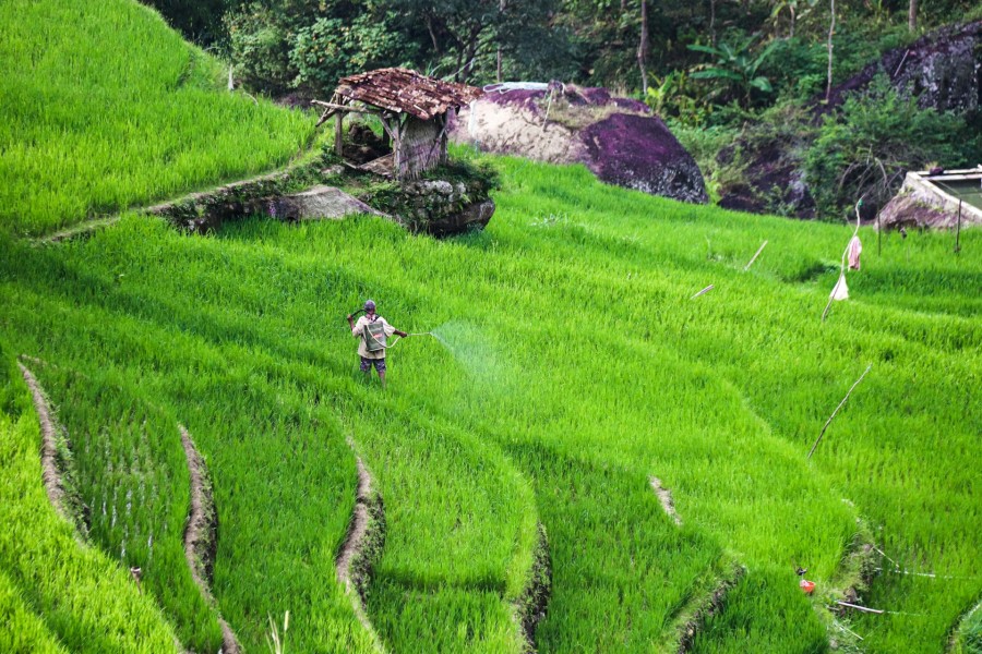 Perubahan Iklim Ancam Ketahanan Pangan Nasional: Musim Tanam Bergeser, Risiko Gagal Panen Meningkat