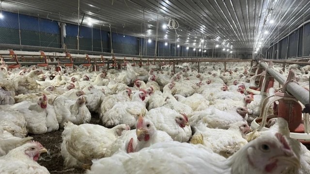Indonesia Setujui Impor 580 Ribu Ayam Dan Ribuan Ton Beras