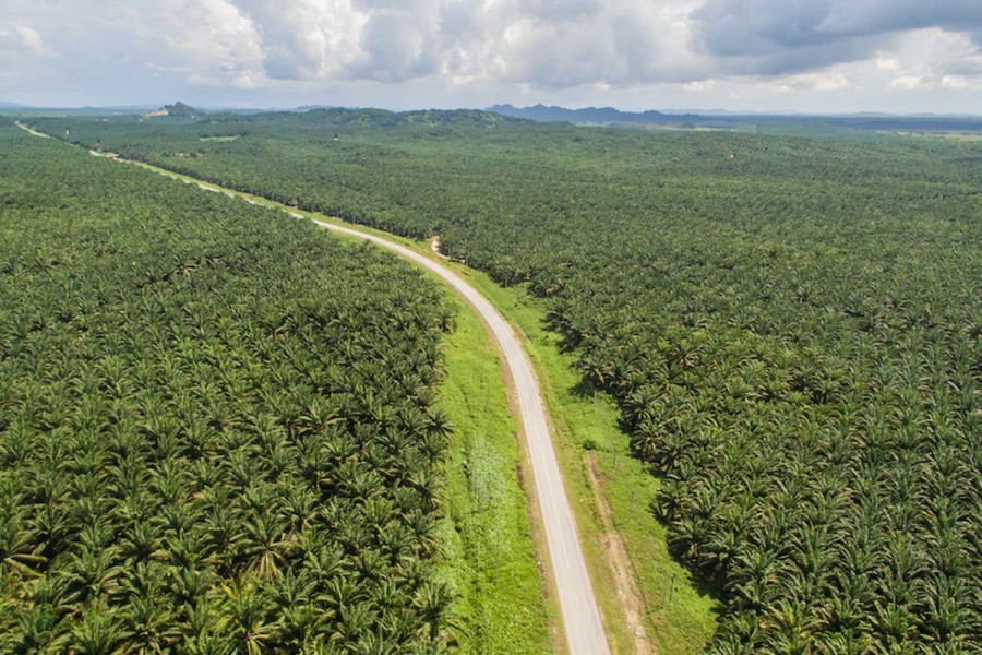 Transparansi Kepemilikan Korporasi di Indonesia Masih Lemah: Temuan Greenpeace Ungkap Praktik Penyembunyian Pemilik Manfaat