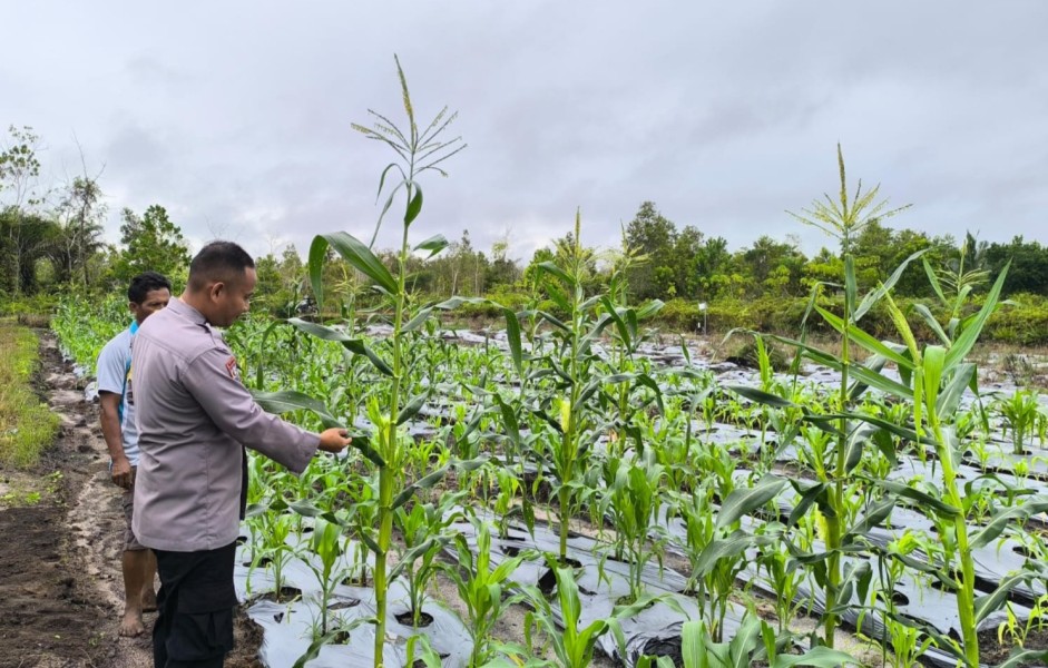 Dukung Ketahanan Pangan, Bhabinkamtibmas Tarakan Dampingi Petani Lokal