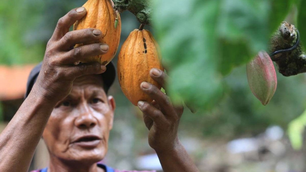 Strategi Efektif Dorong Ekspor Kakao Demi Stabilkan Pendapatan Petani